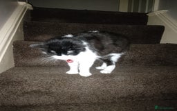 Mixed Breed cats for sale: FREE to good home - Image 6
