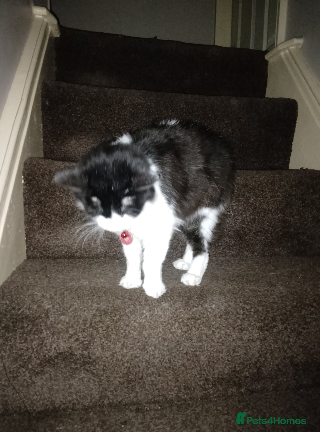 Mixed Breed cats for sale: FREE to good home - Image 6
