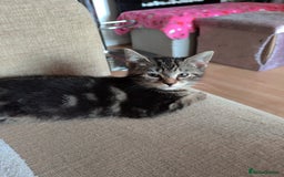 Mixed Breed cats for sale: Cute tabby kittens - Advert 3