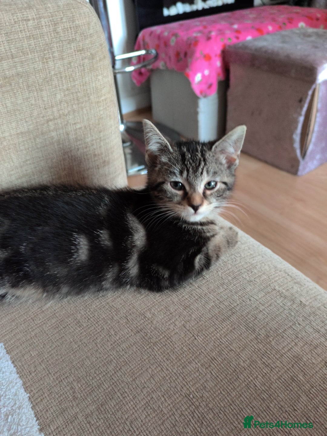 Mixed Breed cats for sale: Cute tabby kittens - Advert 3