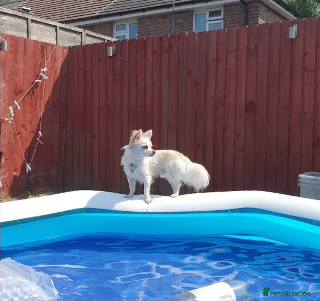 Pomchi dogs for sale: Pomchi puppies - Advert 22