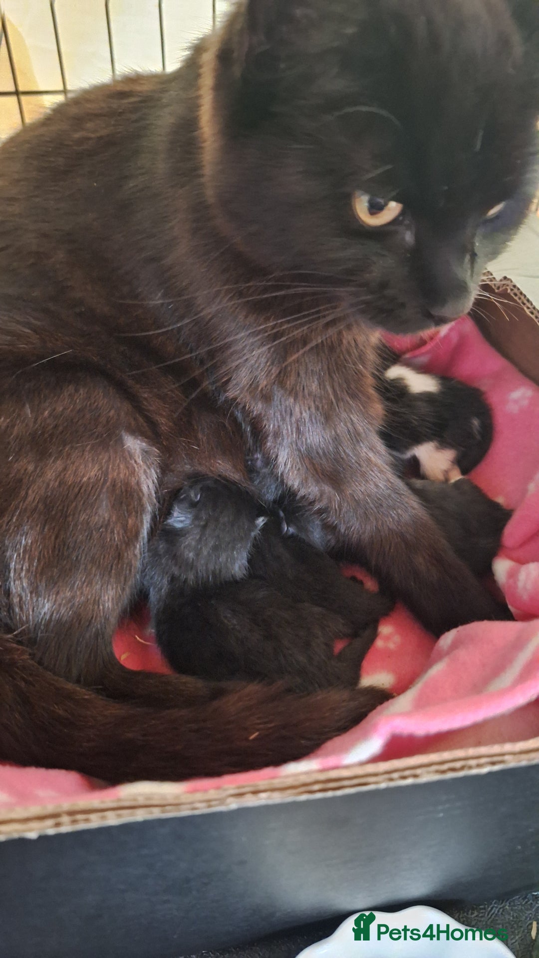 Mixed Breed cats for sale: STUNNING KITTENS  - Image 17