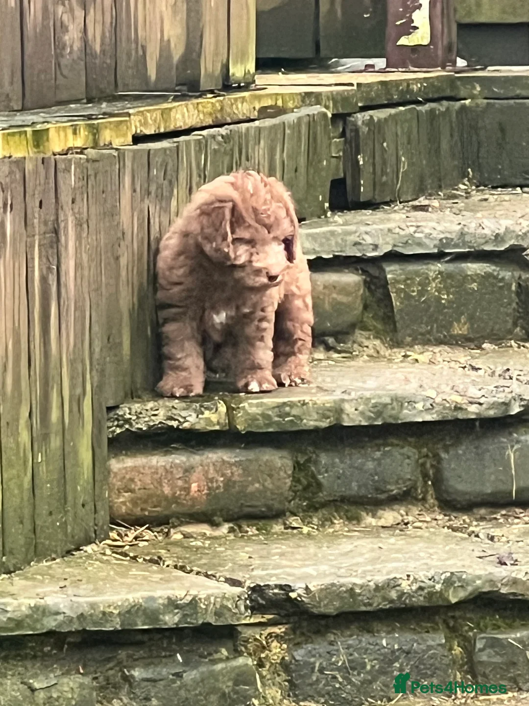 Bedlington Terrier dogs for sale: Bedlington terrier puppies ☺️ - Advert 7