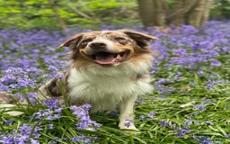 Border Collie dogs for stud: PROVEN STUD AVAILABLE (KC REG) - Image 1