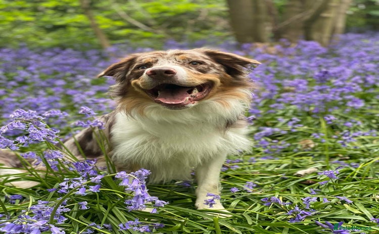 Border Collie dogs - Advert 1