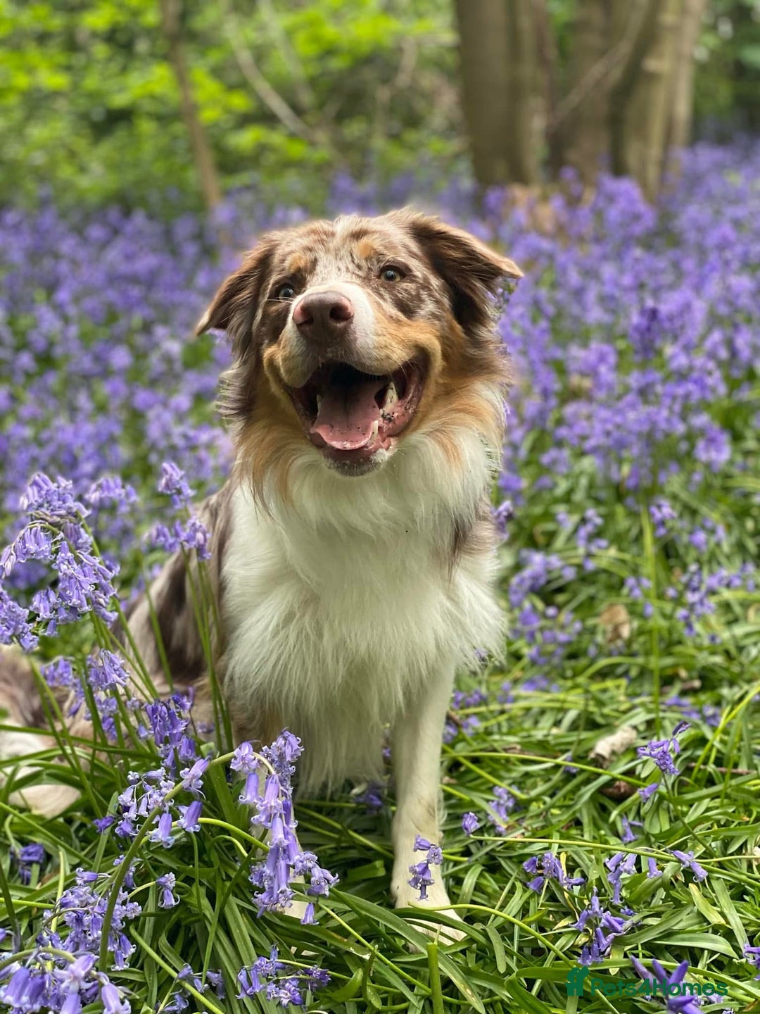 Border Collie dogs for stud: PROVEN STUD AVAILABLE (KC REG) - Image 1