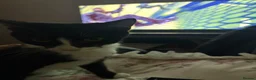 Mixed Breed cats for sale: Gorgeous Friendly Kittens – Ready for New Home! in Eastbourne - Advert 10