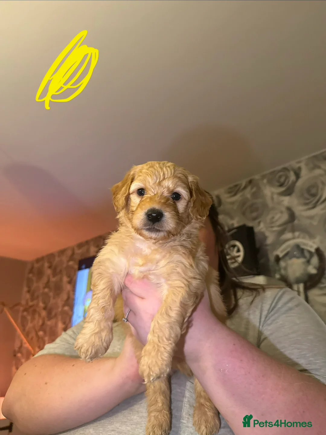 Goldendoodle dogs for sale: 2 girls left. F1 mini Goldendoodles - Advert 17