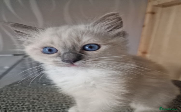 Ragdoll cats - Advert 3