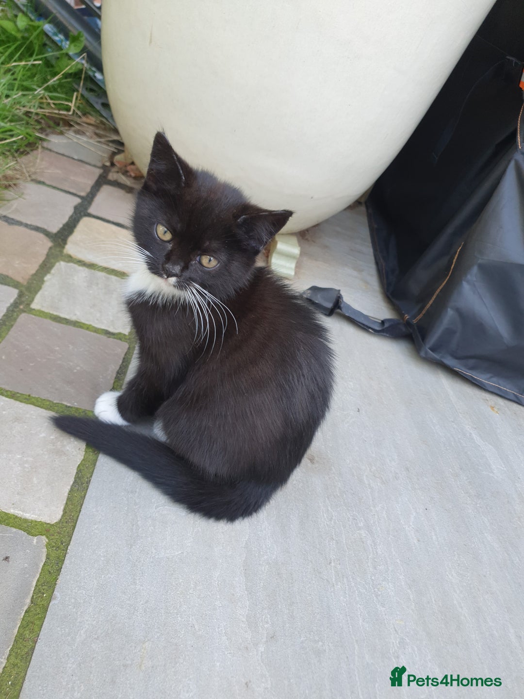 British Shorthair cats for sale: Cute black and white male kitten half BSH/tabby - Image 2