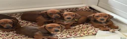 Dachshund dogs for sale: Standard dachshund  - Advert 6