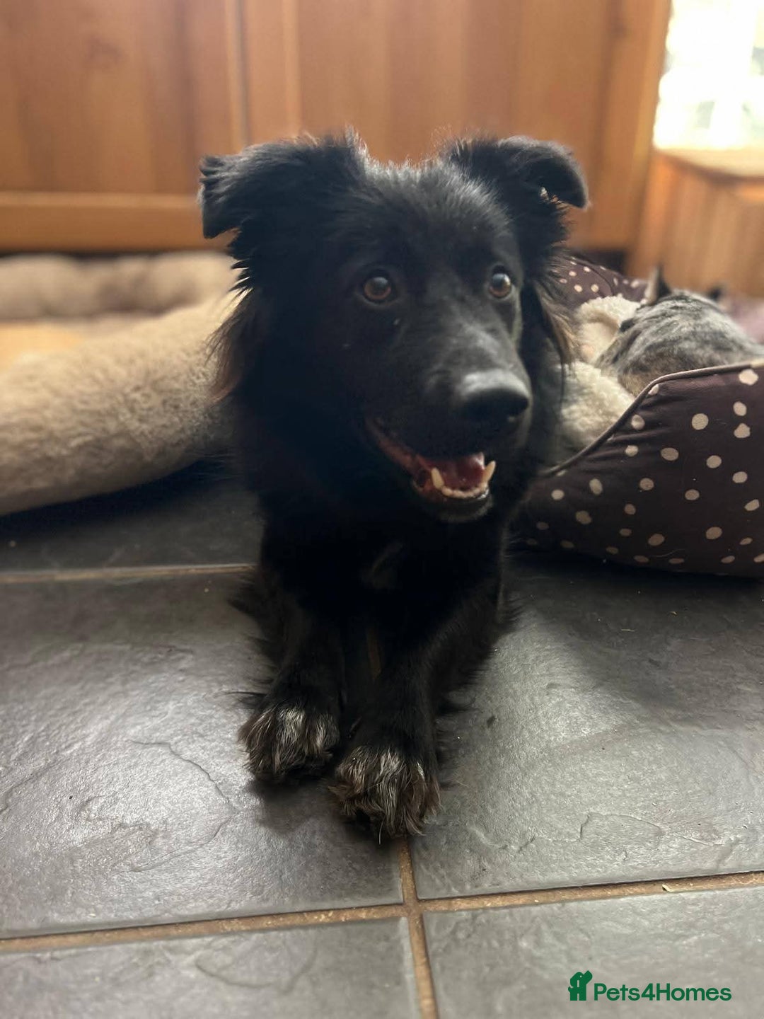 Mixed Breed dogs for adoption: Meet Solana, currently residing in Suffolk - Advert 9