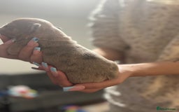 Mixed Breed dogs for sale: Frenchie/pocket bully pups for sale - Image 10