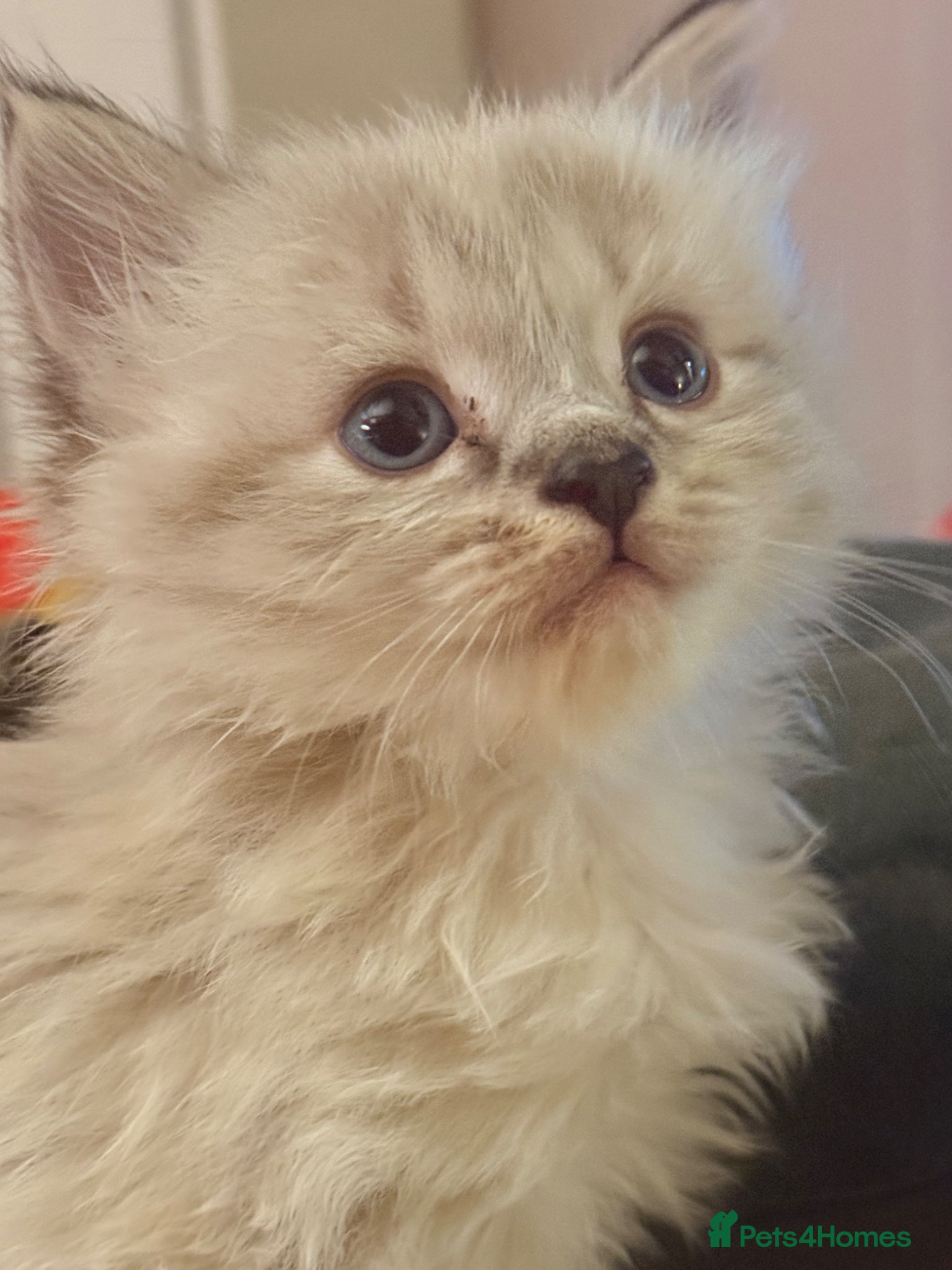 Mixed Breed cats 💫 RAGDOLL CROSS KITTENS - A BIT OF MAGIC FLUFF 💫 - Advert 5