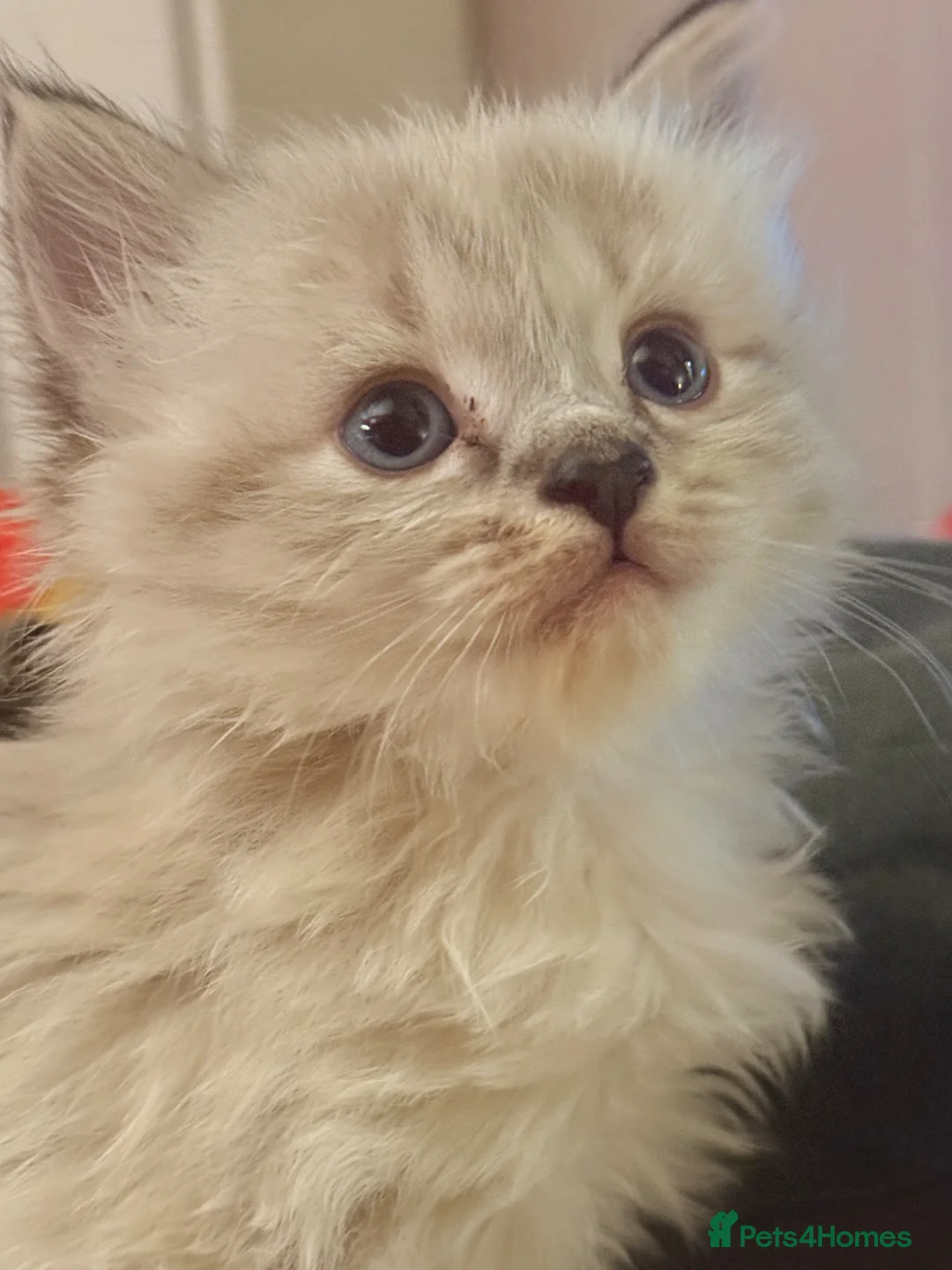 Ragdoll cats for sale: 💫 RAGDOLL CROSS KITTENS - A BIT OF MAGIC FLUFF 💫 - Advert 2