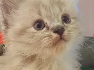 Mixed Breed cats 💫 RAGDOLL CROSS KITTENS - A BIT OF MAGIC FLUFF 💫 - Advert 5