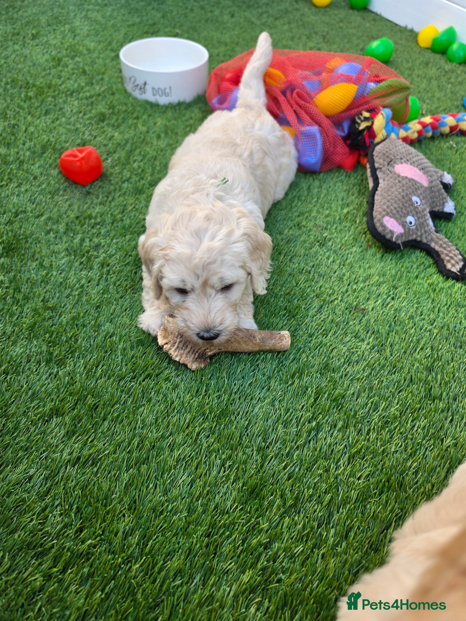 Goldendoodle dogs Multige. Goldendoodle Puppies. Parents DNA clear!! - Advert 2