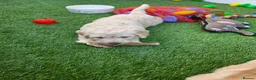 Goldendoodle dogs for sale: LAST girl left of Multigen.Goldendoodle Puppies!!! - Advert 26