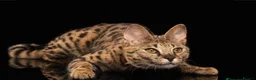 Savannah cats for sale: Rare Kiwanga pedigree F3 Savannah Kittens  - Advert 6