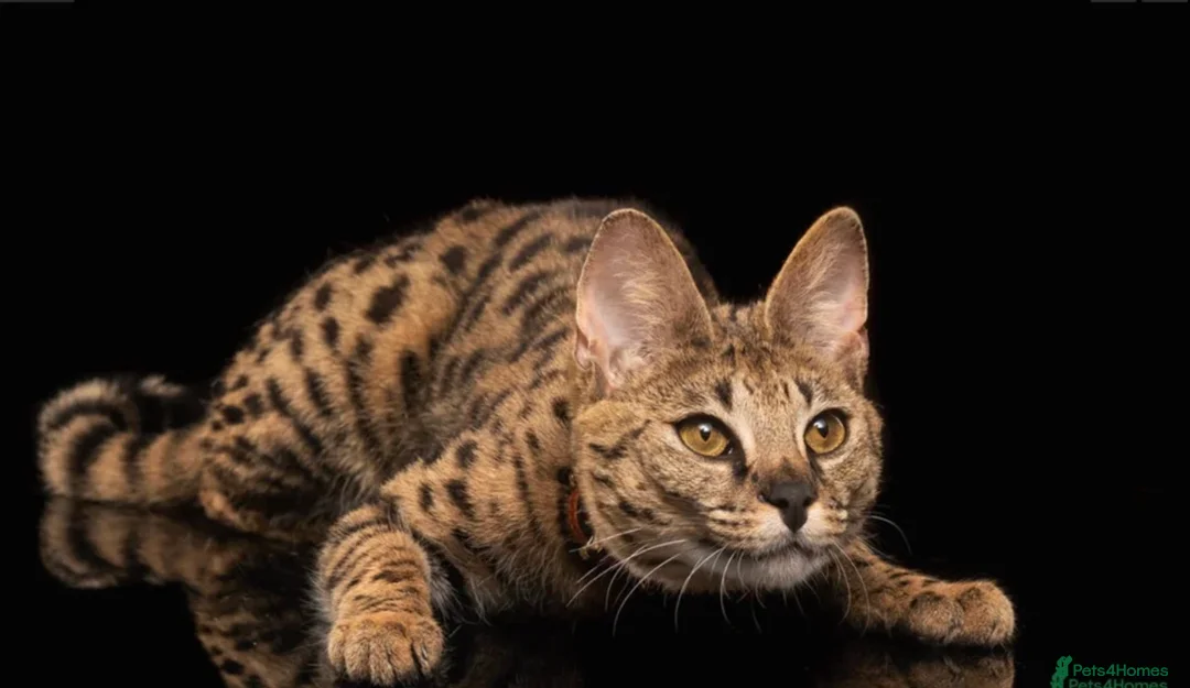Savannah cats for sale: 🐆Worlds Best Pedigree F2 & F3 Savannah Kittens 🐆 - Advert 15