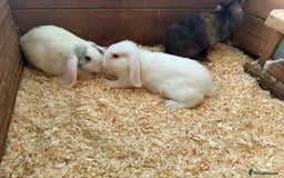 Mini Lop rabbits for sale: Mini lop babies - Image 2