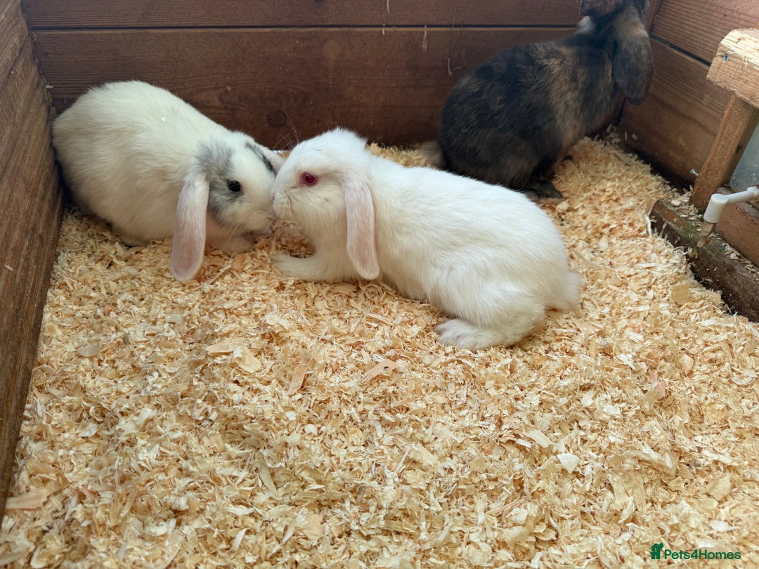 Mini Lop rabbits for sale: Mini lop babies - Image 2