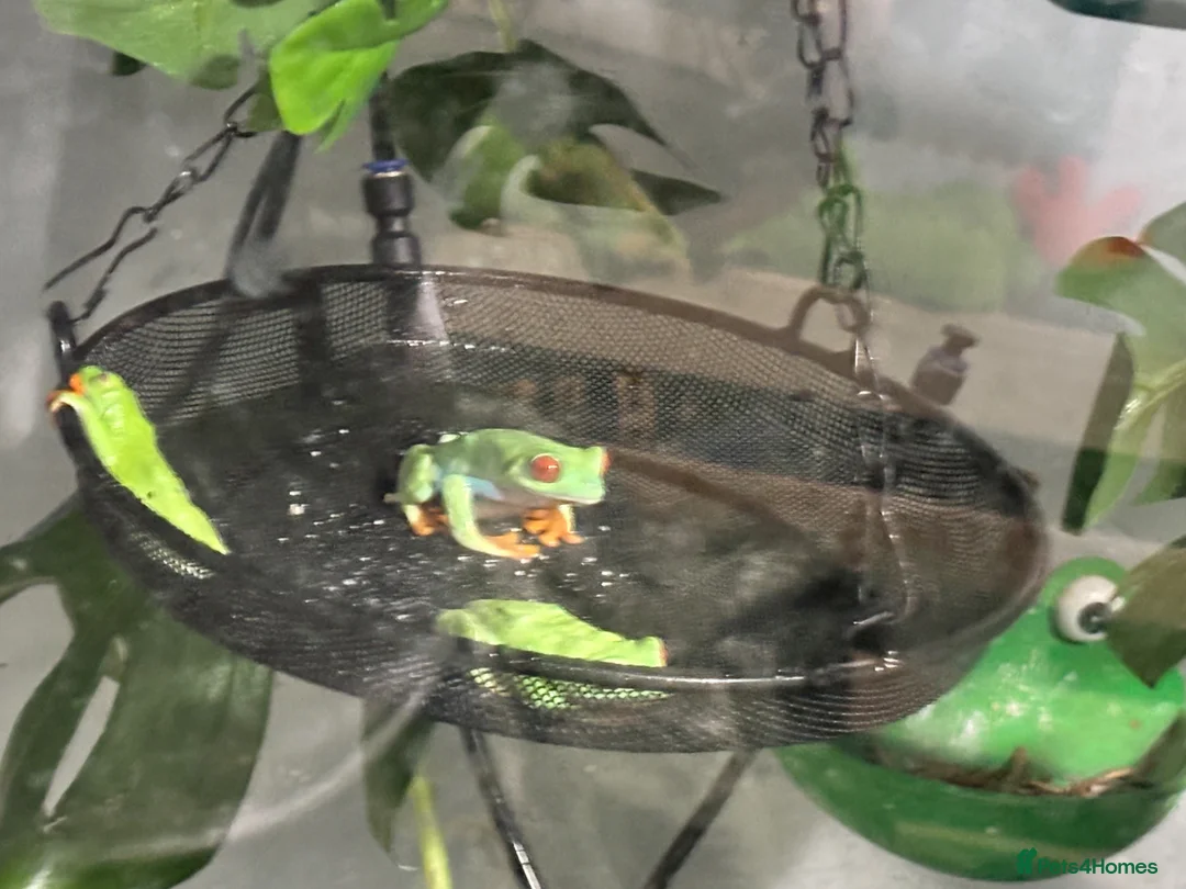 Frog reptiles for sale: Red Eyed Tree Frog Breeding Pairs - Advert 2