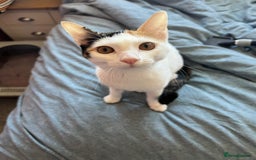 Arabian Mau cats for adoption: Molly Rocket - Image 3
