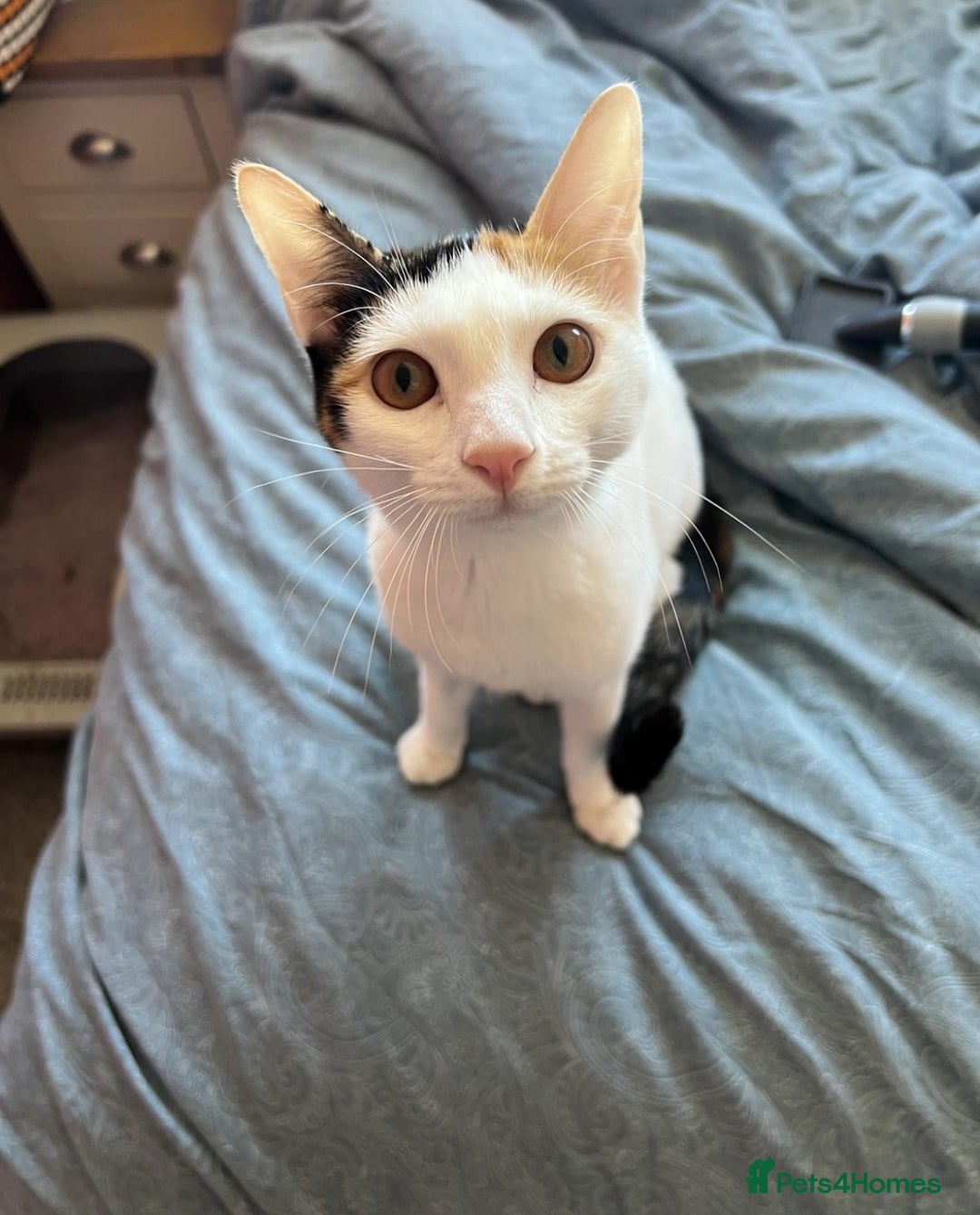 Arabian Mau cats for adoption: Molly Rocket - Image 3