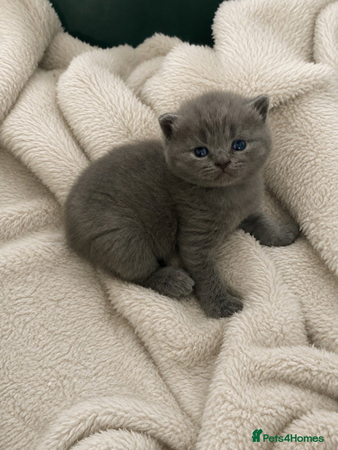 British Shorthair cats Beautiful kittens ready to reserve  - Advert 1