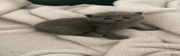 British Shorthair cats for sale: Beautiful kittens ready to reserve  - Advert 1