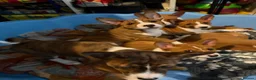 Basenji dogs for sale: 4 remaining basenji puppies left pure basenji  - Advert 2