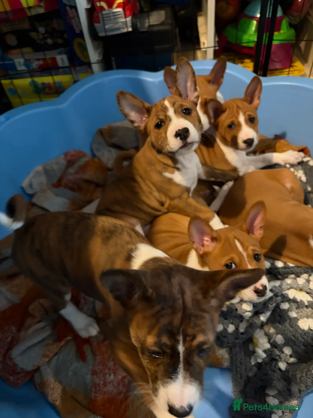 Basenji dogs for sale: 4 remaining basenji puppies left pure basenji  - Advert 2