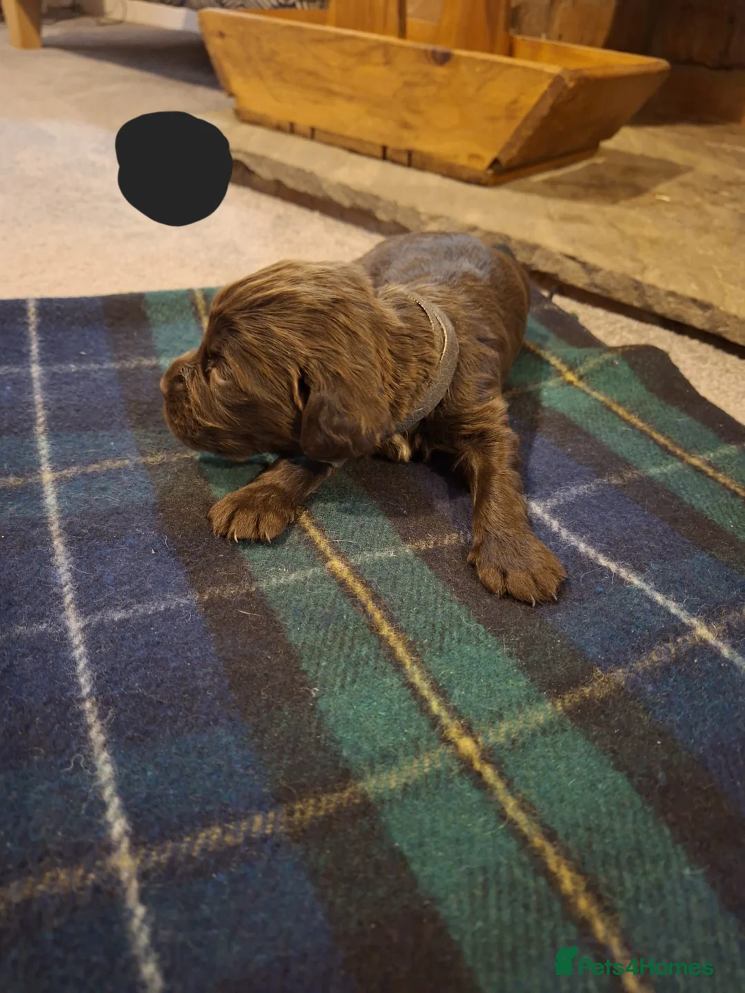 Sprocker dogs for sale: F1 Sprocker Spaniel Puppies 7 Boys & 2 Girls 🐾 - Advert 15