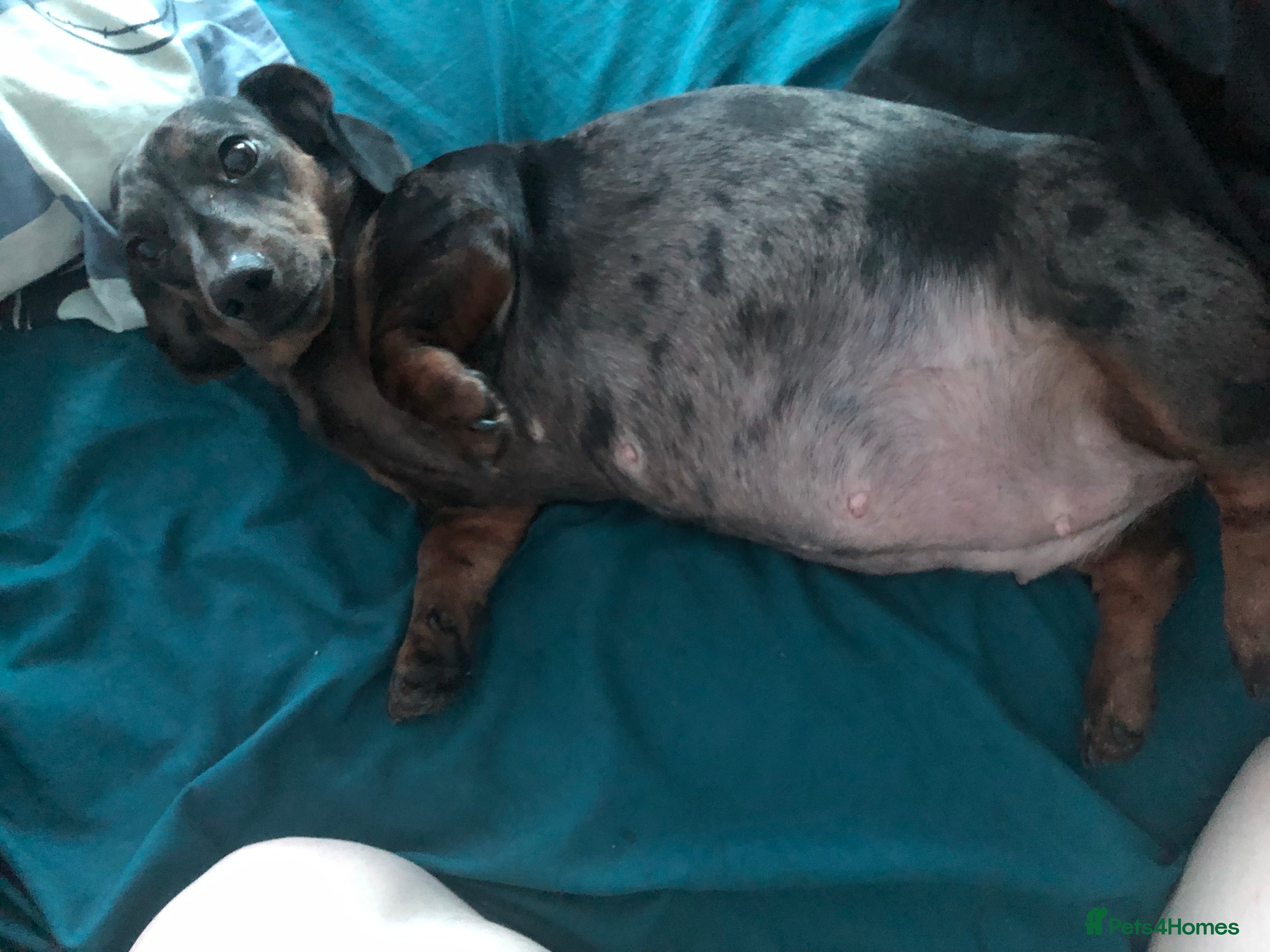 Miniature Dachshund dogs Miniature Dachshund pups due 02/03/26 - Advert 3