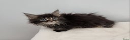 Maine Coon cats for sale: Pedigree Maine Coon Kittens GCCF REGISTERED  - Advert 20