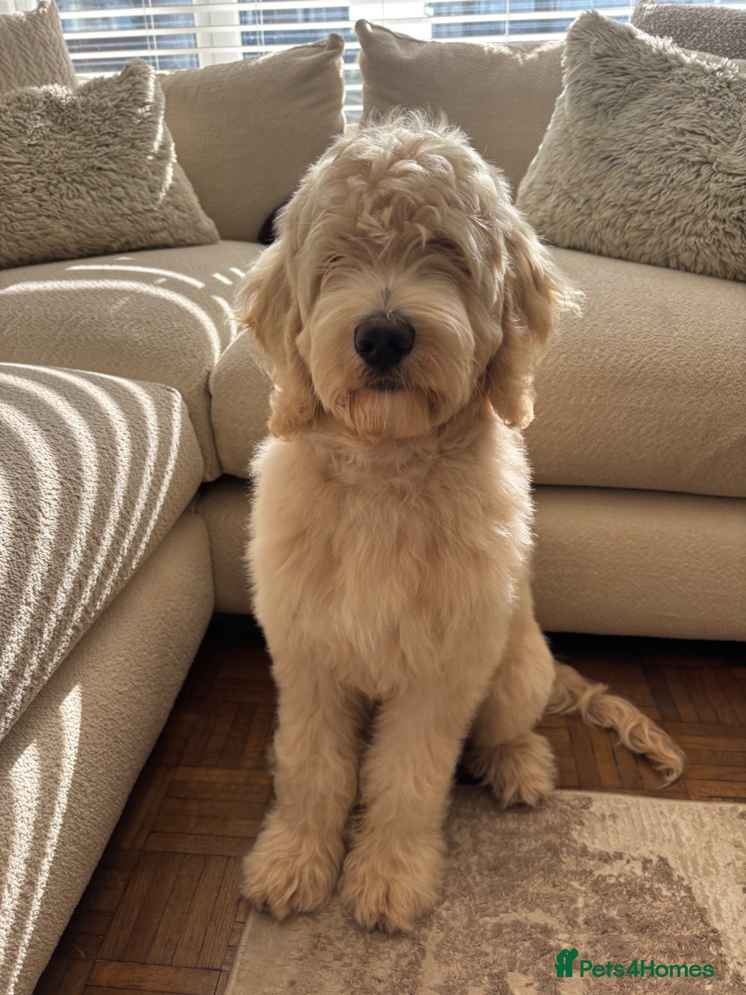 Labradoodle dogs 5 Month F2B Labradoodle – Family Puppy - Advert 9