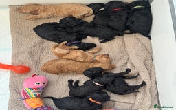 Miniature Poodle dogs for sale: DNA Health tested.Miniature KC Poodle Puppies - Image 4