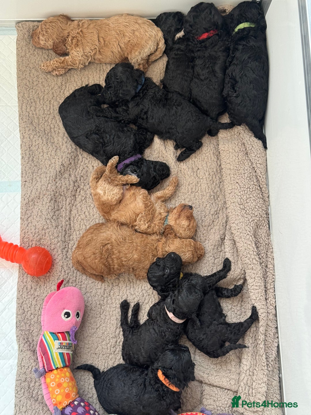 Miniature Poodle dogs for sale: DNA Health tested.Miniature KC Poodle Puppies - Image 4