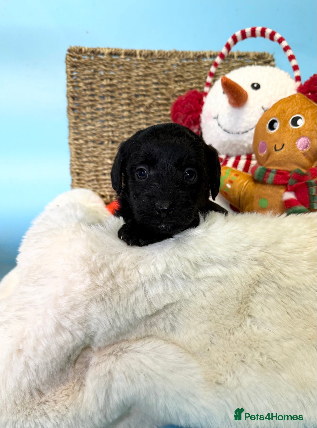 Mixed Breed dogs for sale: Unique Border Terrier X Mini Poodle Puppies! - Advert 9