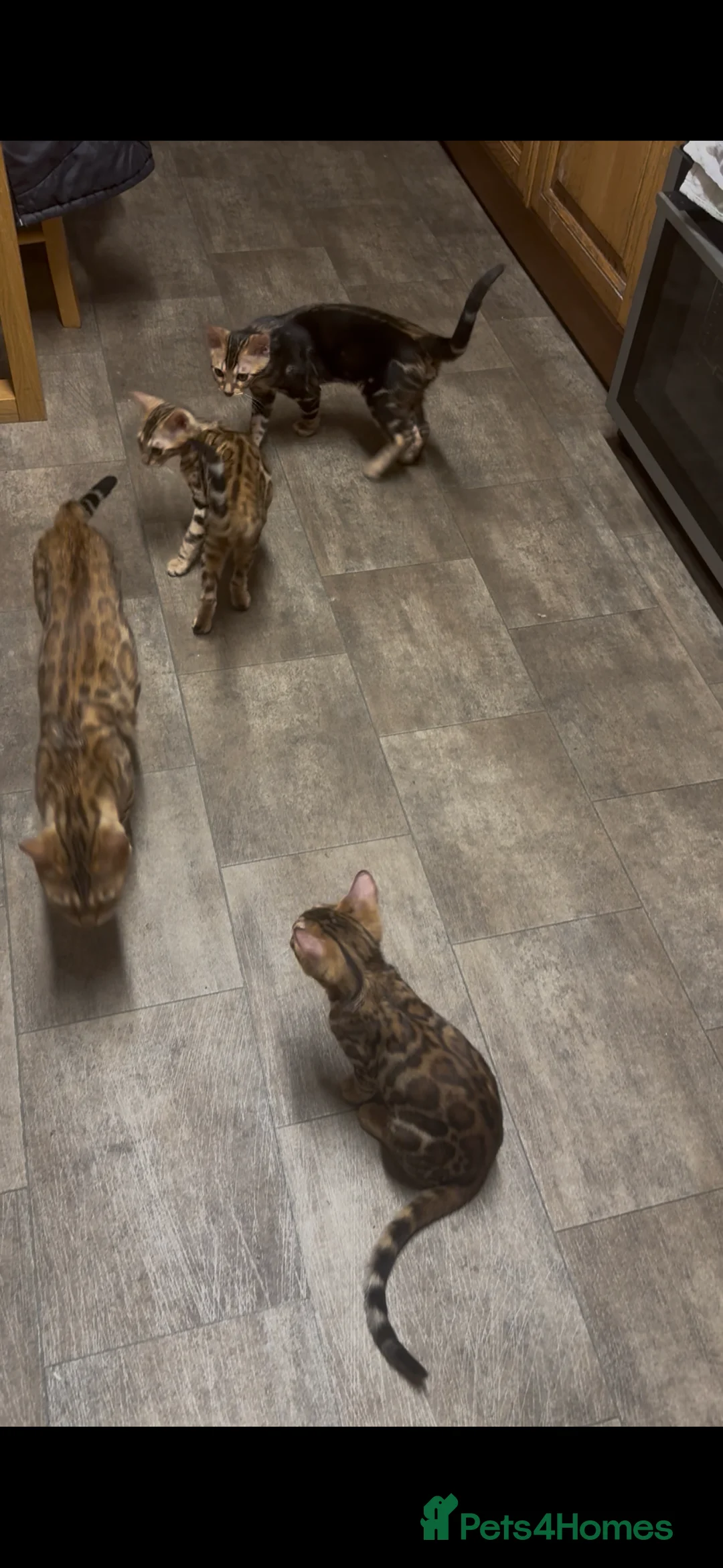 Bengal cats for sale: Bengal kittens for sale - Advert 2