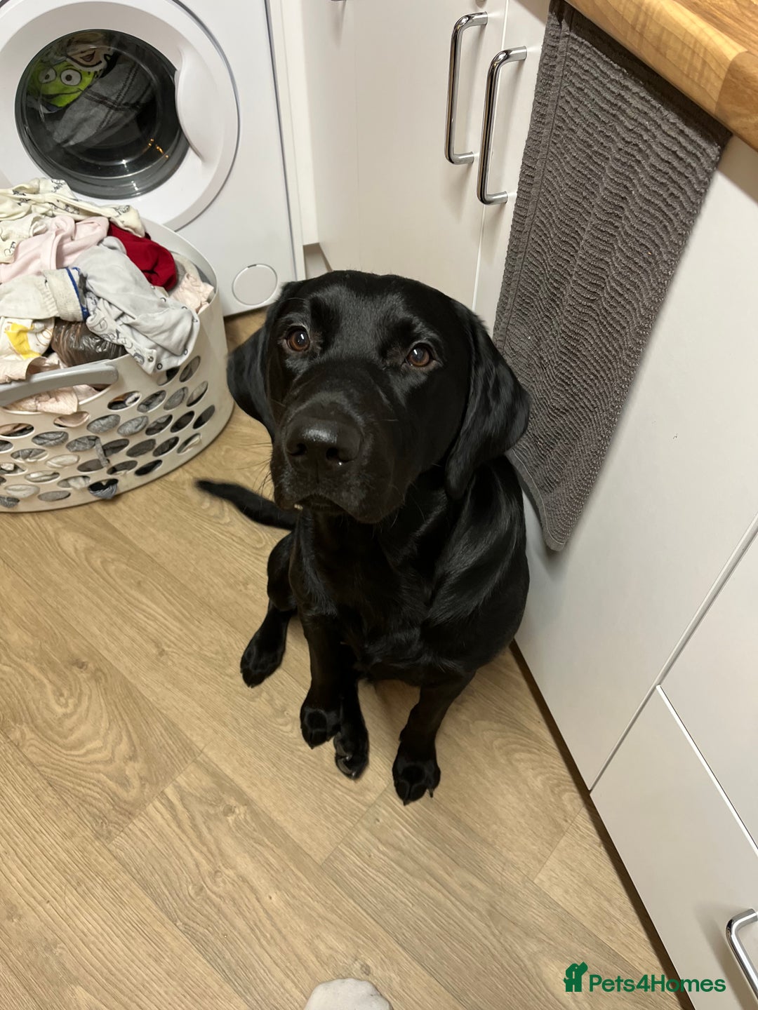 Labrador Retriever dogs for stud: Diesel  - Image 5