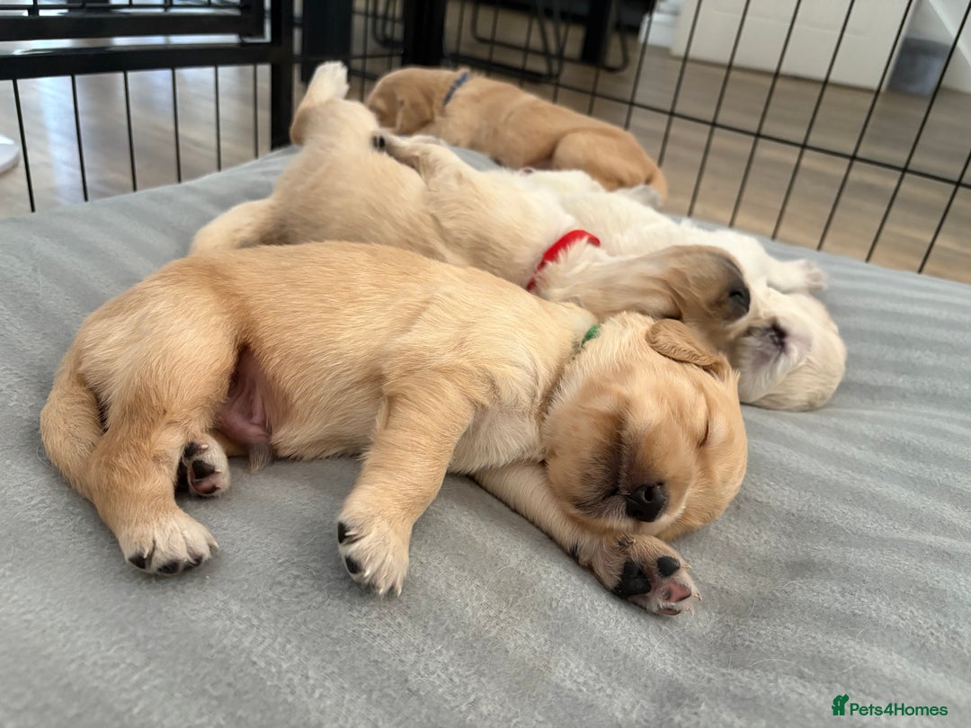 Golden Retriever dogs for sale: Outstanding, KC Champion Golden Retrievers 🐾🏆  in St. Neots - Image 31