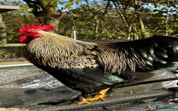 Mixed Breed birds for sale: Bantam Polish, Frizzle and a mix Rooster - Advert 6