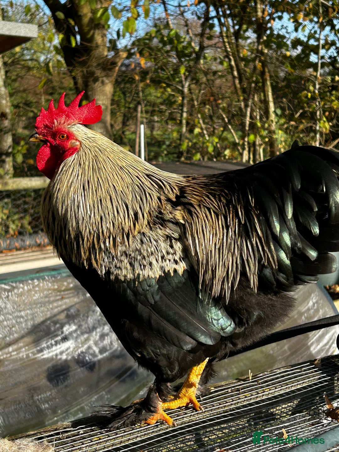 Mixed Breed birds for sale: Bantam Polish, Frizzle and a mix Rooster - Advert 6