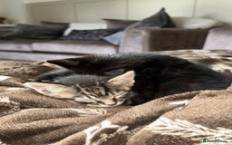 Domestic Shorthair cats for sale: Kittens  - Image 9