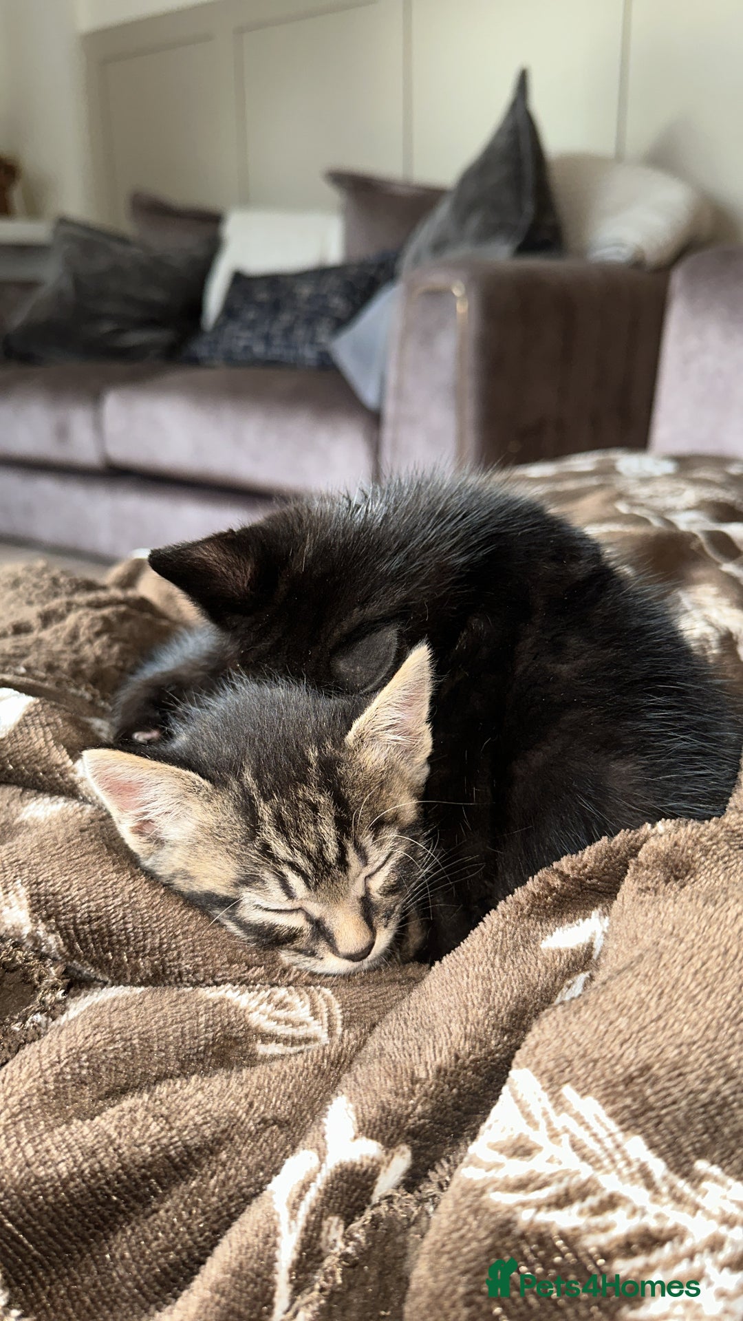 Domestic Shorthair cats for sale: Kittens  - Image 9