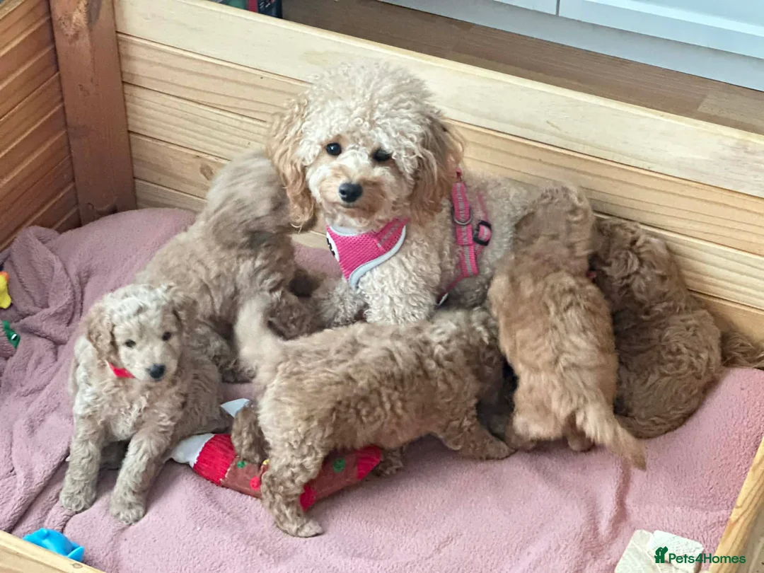 Cockapoo dogs for sale: Five Cockapoo all female  - Advert 13