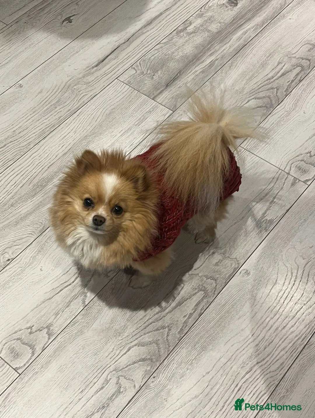 Pomeranian dogs for sale: Pomeranian for sale!!! in London - Advert 1