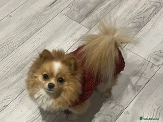 Pomeranian dogs Pomeranian for sale!!! - Advert 2